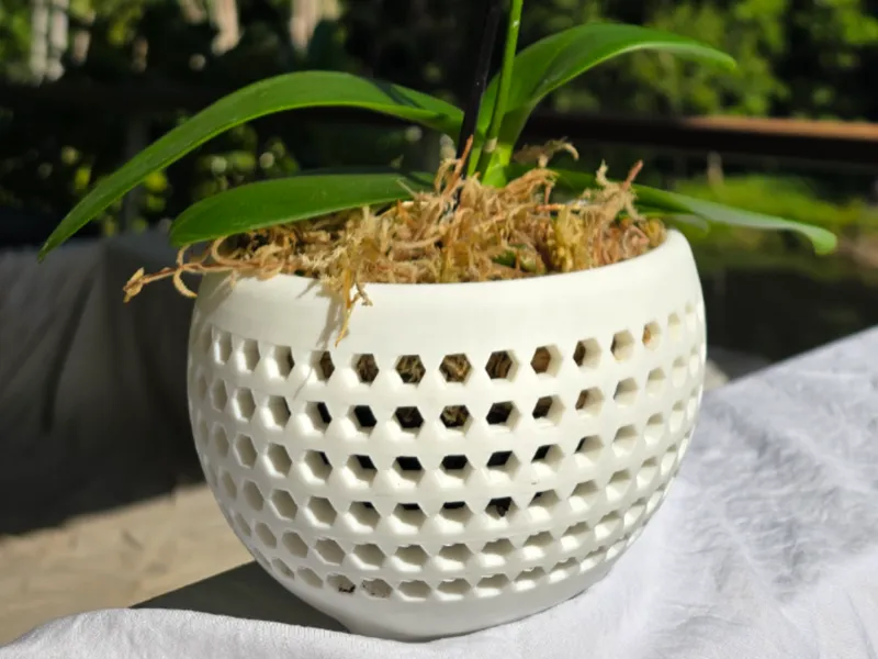 Orchid Pot