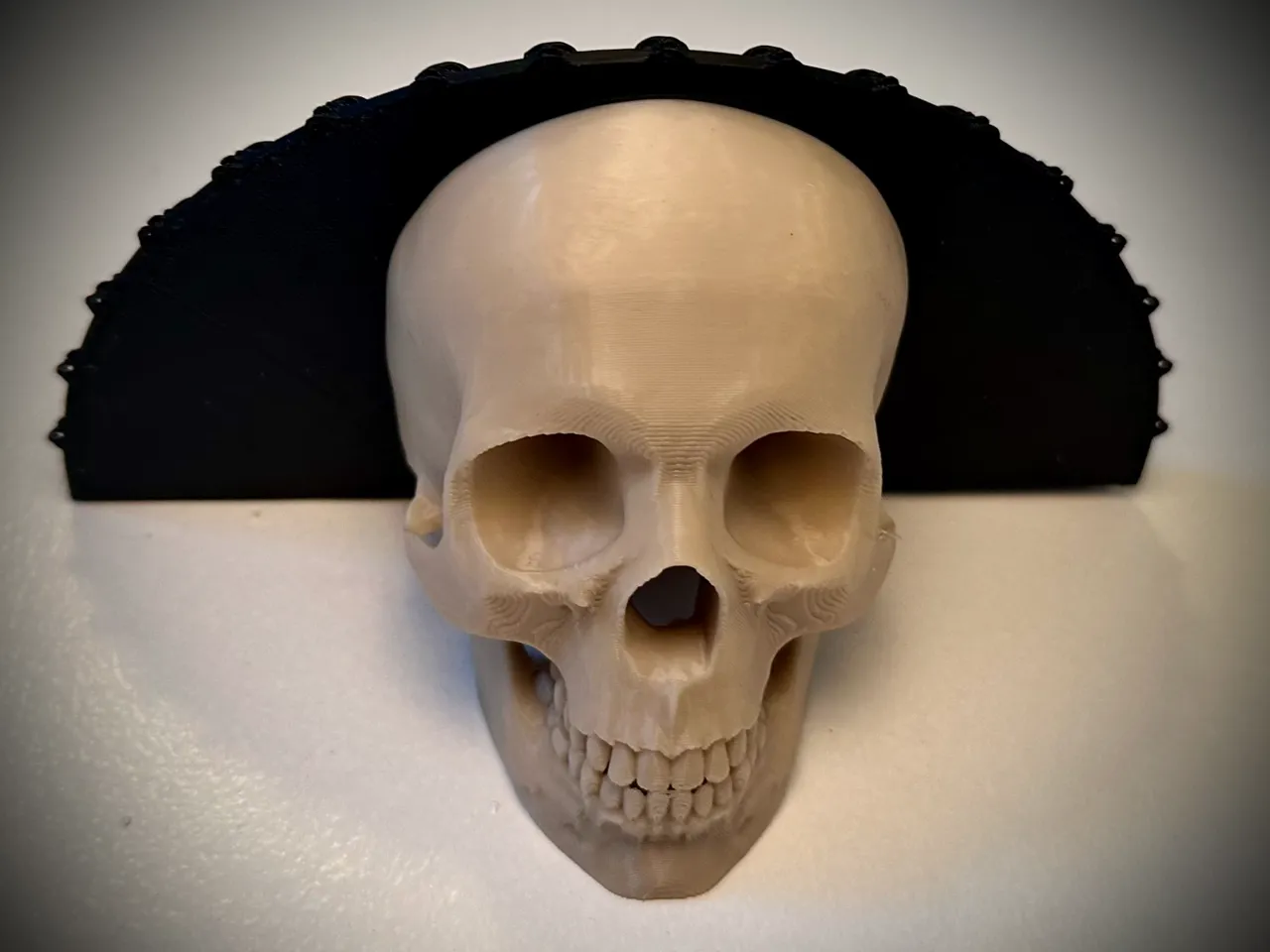 Human Skull Shelf view 4
