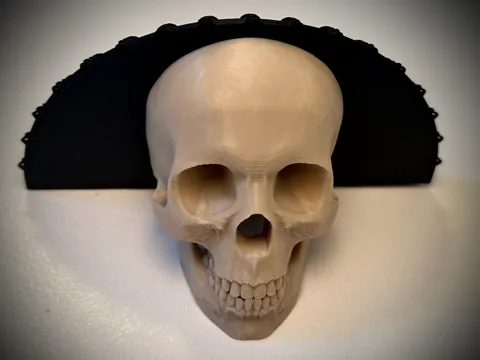 Human Skull Shelf view 4