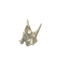 Crâne de Tricératops — photo 9