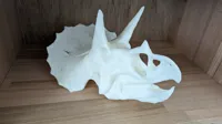 Crâne de Tricératops — photo 7