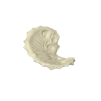 Crâne de Tricératops — photo 10