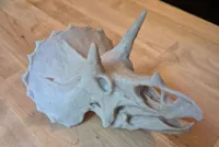 Crâne de Tricératops — photo 6