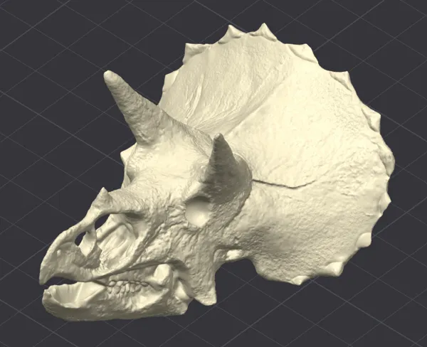Crâne de Tricératops