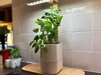 Self watering "Prêt à Pousser" Lilo planter