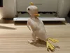 Feather-Plucking Parrot Standard Version