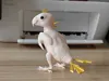 Plucked Parrot Rough Surface Version