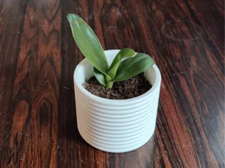 Simple Plant Pot - 1 Plant