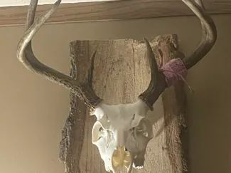 DeerSkull with antlers