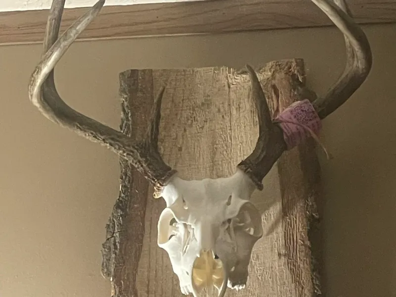 DeerSkull with antlers