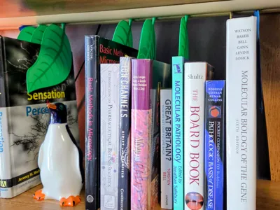 Adjustable Bookshelf Divider System