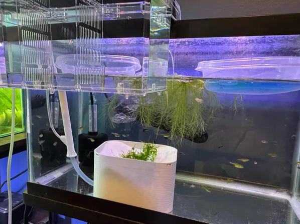 Automatic Egg Collector