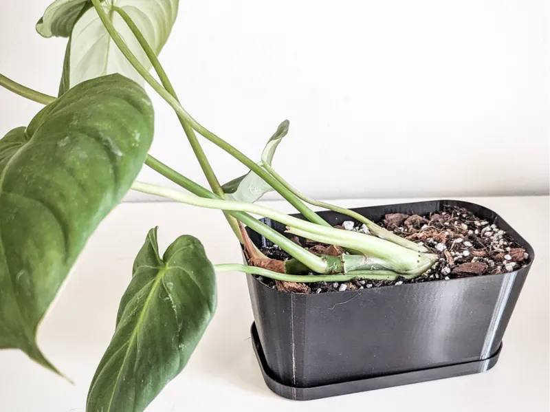 Rectangular Planter – Perfect for Crawling Plants