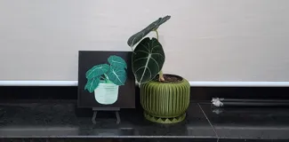 Alocasia Black Velvet