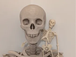 Articulated Skeleton