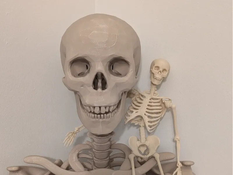 Articulated Skeleton
