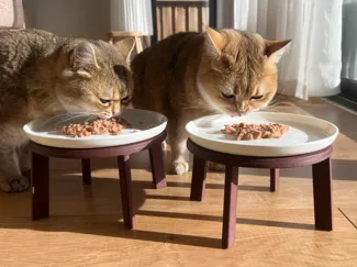 Cat table