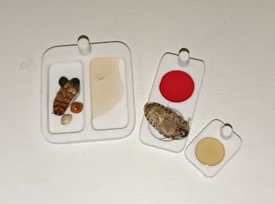 Ant feeding bowls/dishes
