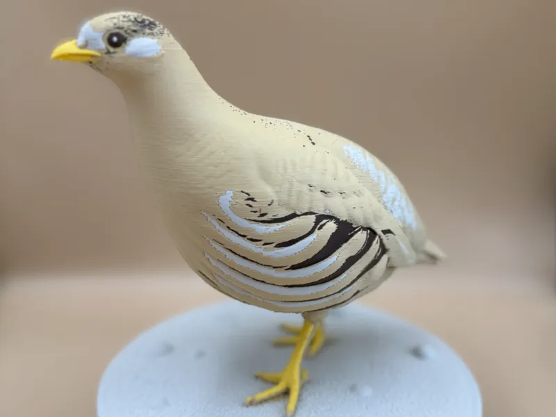 Hey's Sand-Partridge - Ammoperdix heyi