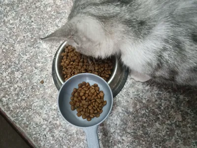 Cat dog pet food scoop rice scoop spoon