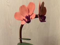 Orchid
