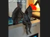 0.16mm layer, 2 walls, 10% infill