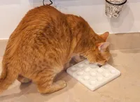 FNT Cat Puzzle Treat Board 4x4 One Color One Plate