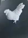 Rooster