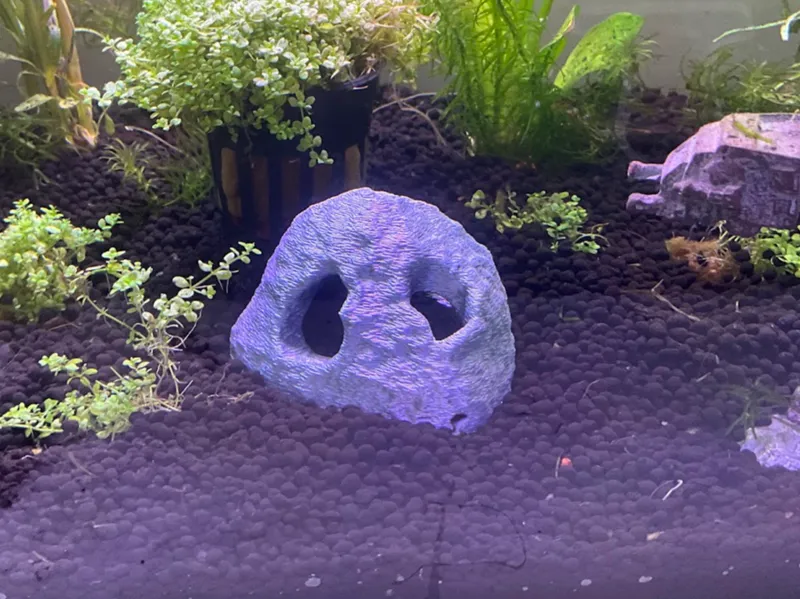 Shrimp Fry Cave Hide
