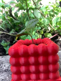 plant tray