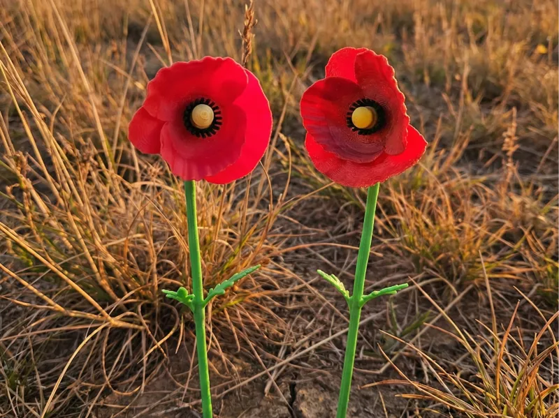 Poppy Flower