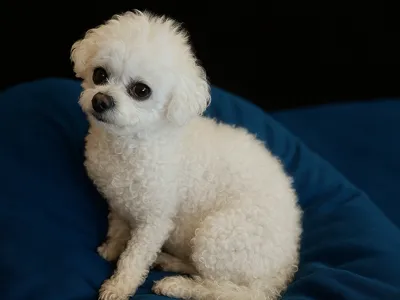 BICHONG, MINI