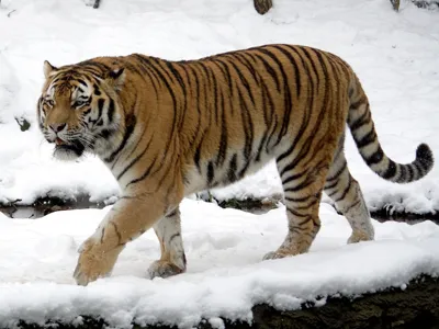 tiger