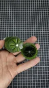 0.2mm layer, 3 walls, 15% infill