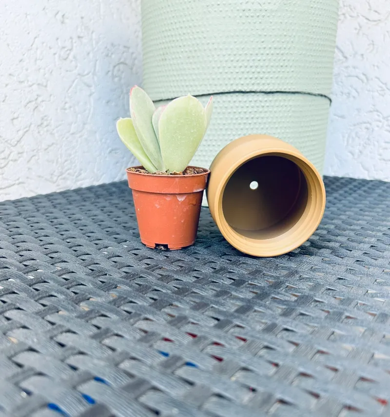 Vase for seedling