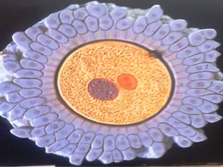 human ovum