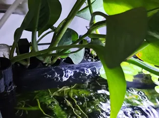 Aquarium plant holder 1