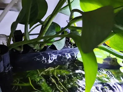 Aquarium plant holder 1