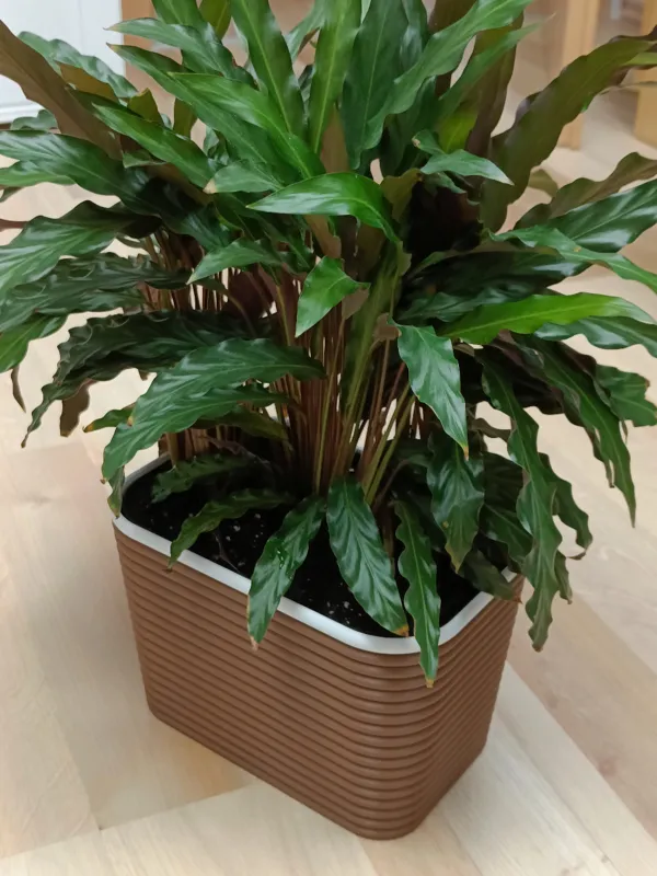https://makerworld.bblmw.com/makerworld/model/US8bff1f8b30ad9f/design/2024-03-27_948d32ffe8b1e8.jpg