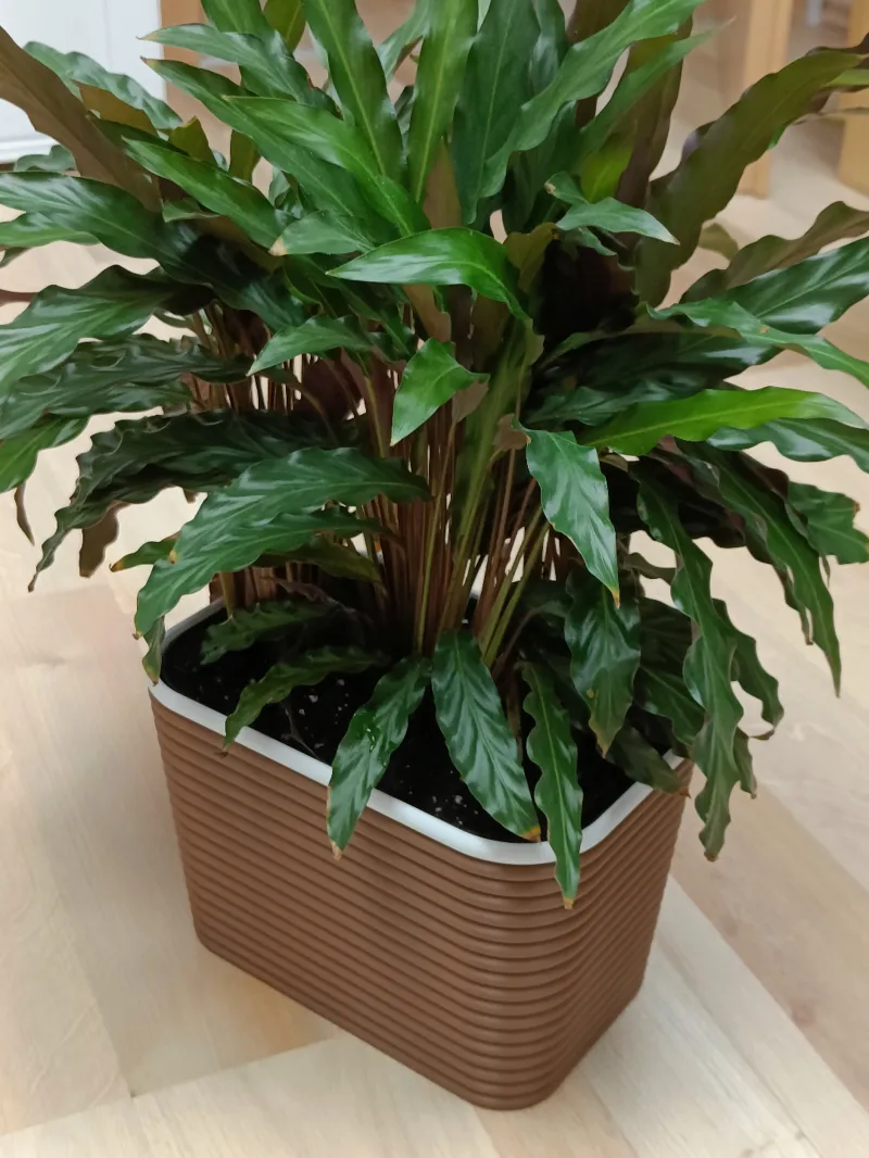 Planter "ripple" rectangular oval flower pot