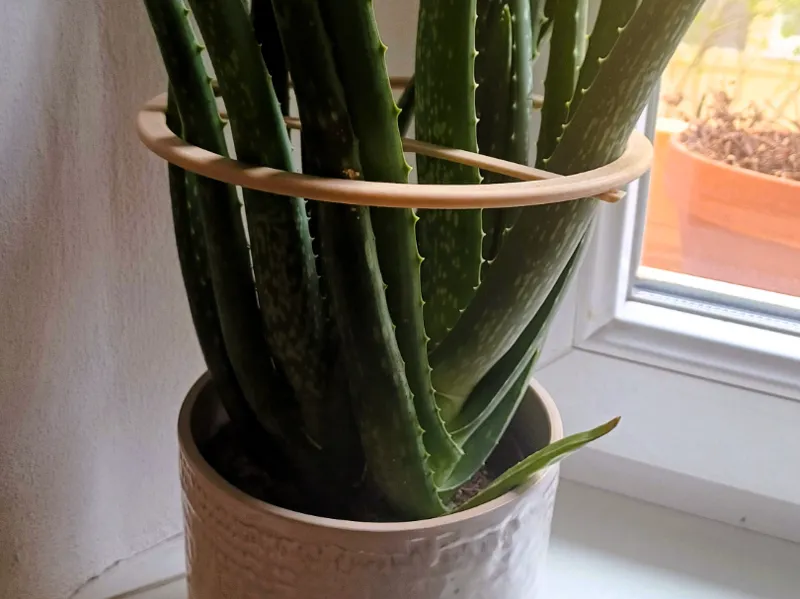 Circular Plant Holder
