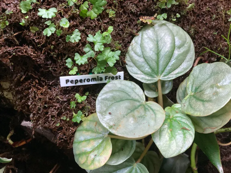 Plant Tags for Mounting in Foam Background