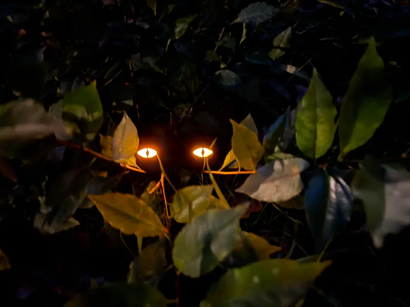 scary eyes in the darkness