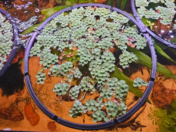 https://makerworld.bblmw.com/makerworld/model/US8c398f0d0b5f27/design/2025-09-03_2f2690e5a7982.jpg