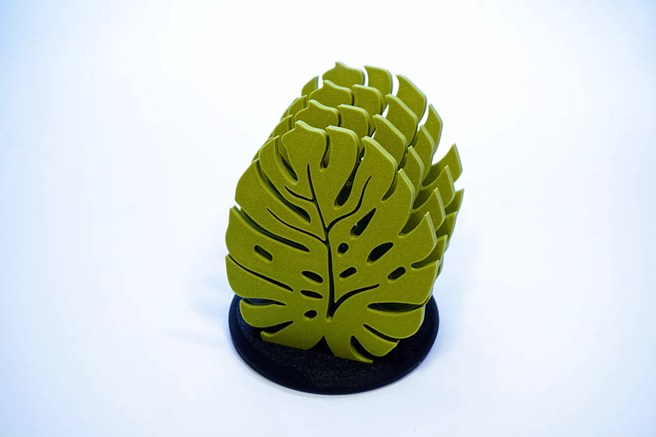 Monstera Coaster Leaf view 2