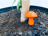 Champignon mignon — photo 2