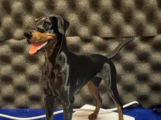 doberman realistico