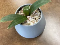 Pot de jardin basique — photo 1