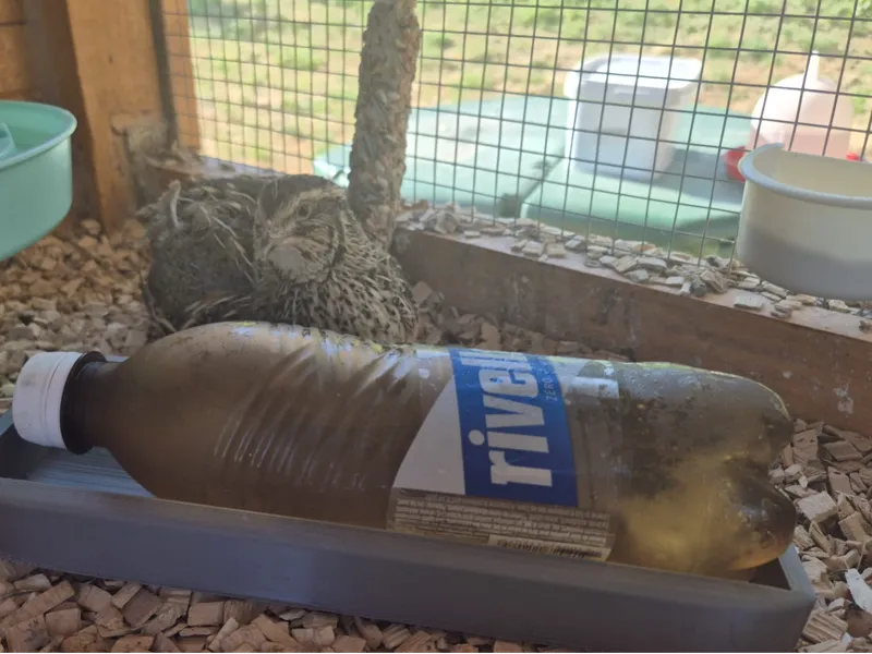 Frozen Bottle Holder for Quails & Small Animals