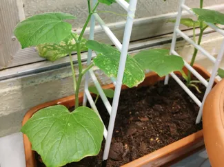 Ladder for cucumbers seedling
